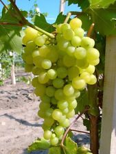 Pusztatraube, kräftige, Wein Rebe mit gelbgrünen Trauben im 3,5 Liter Topf