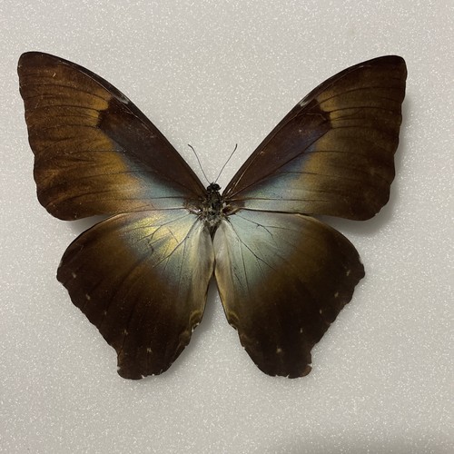 Entomologie morpho cisseis - entomologie*morpho,