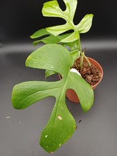 Aktion rhaphidophora - aktion, !!!