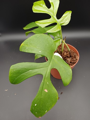 Sale rhaphidophora - sale,