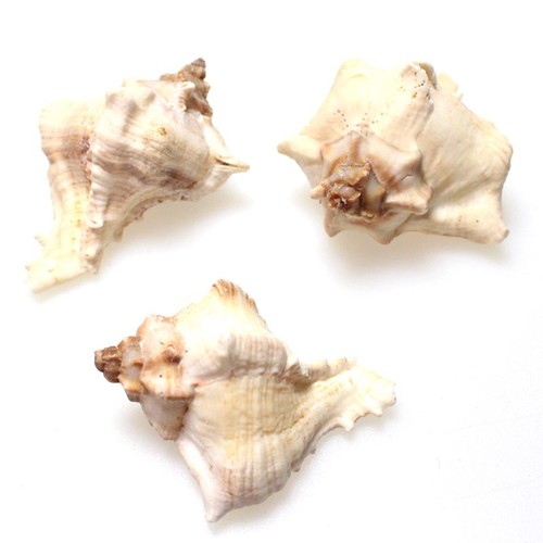 1kg echte muscheln - 1kg, natur