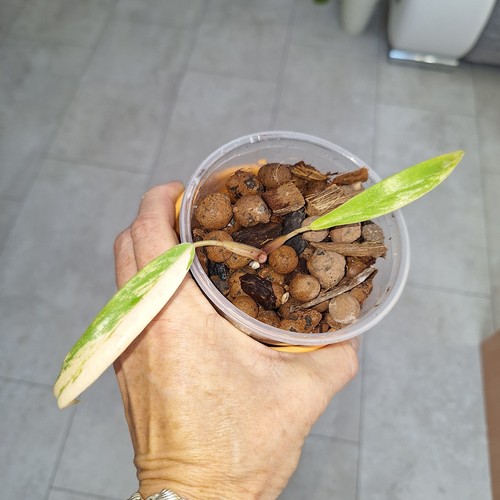 Philodendron caramel marble - philodendron,