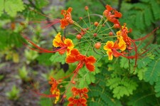 SAMEN Pfauenstrauch Caesalpinia pulcherrima im  gelb-orangen Kleid Toll.