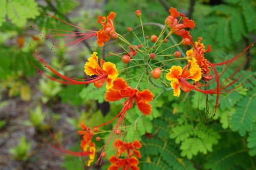Samen pfauenstrauch - samen,