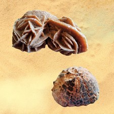 Seeigel und Sandrose /