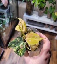 Philodendron Micans Aurea