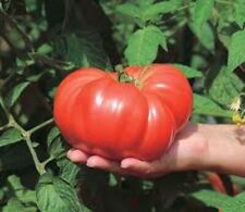 Sale331 Tomate Brutus 10 Samen 500gr schwer
