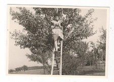 13/933 FOTO OBSTERNTE LEITER