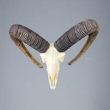 014MU Mufflon jagdtrophae, Wildschaf, Horn 78-77cm C.23cm DE 
