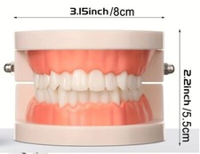 Zahngebiss Übungsmodell Naturgross, beweglich-  NEU