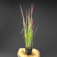 Japanisches Blutgras Imperata Red Baron im 9cm Topf rotes Ziergras