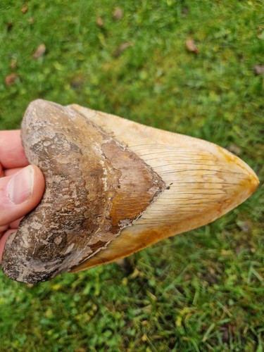 Gigantischer megalodon zahn - megalodon,