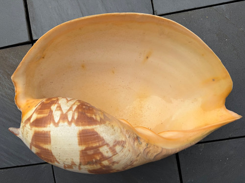 Melo amphora xxl 39 5 - amphora,