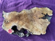 Olivenholz - Stamm -