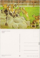 Ansichtskarte Voigtsgrün Hirschfeld Muffelwild - Gruppe 1981