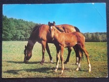 Pferdepostkarte, AK Pferde