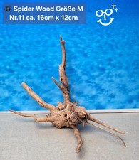 🪸 Moorkienwurzel-