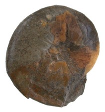 Lias Standstück  Phylloceras heterophyllum  Ammonit  Altdorf  bei Nürnberg  38-2