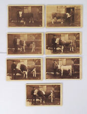 7 x CdV Foto Simmenthaler