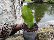 epiphyllum oxypetalum
