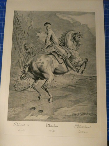 Riedinger die grosse - die,