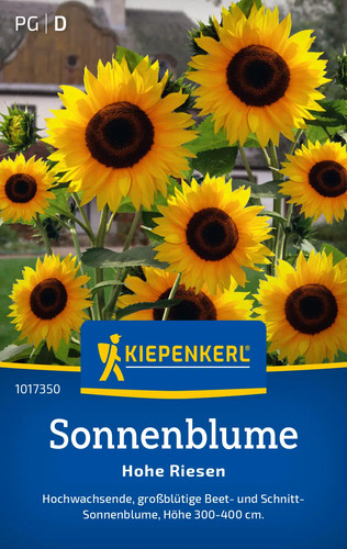 Helianthus sonnenblume hohe - helianthus,