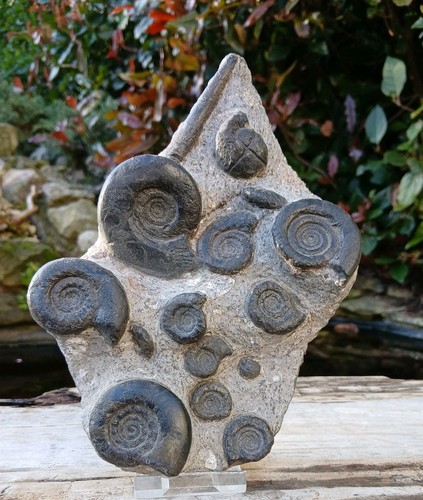 Fossil ammonit multiblock - fossil,