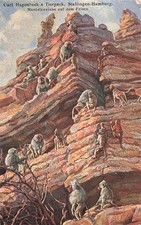 734807) AK Mantelpaviane aus