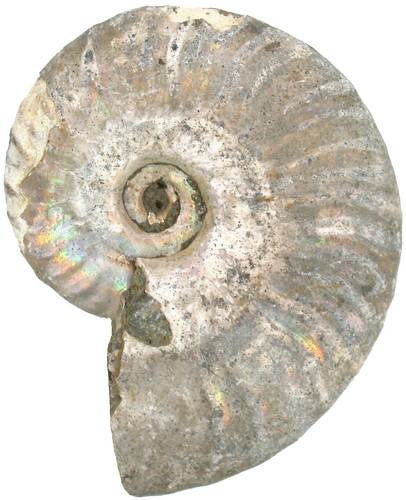 Kreide aioloceras besairiei - kreide,