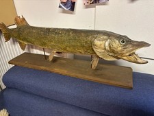 präparat hecht fisch auf