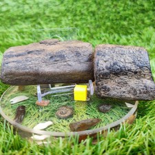 Fossil Holz Konvolut North