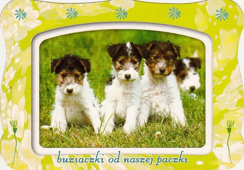 Fox terrier postkarte - terrier,