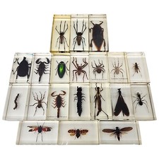 Insekten acrylblock präparate - insekten,