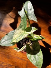 Syngonium Albo Variegated 