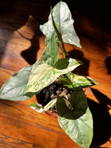 Syngonium albo variegated - syngonium,