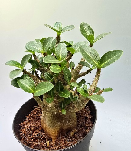 Sehr schöne adenium baobab - sehr,