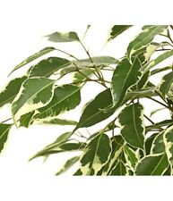 2x schöne Birkenfeige Ficus