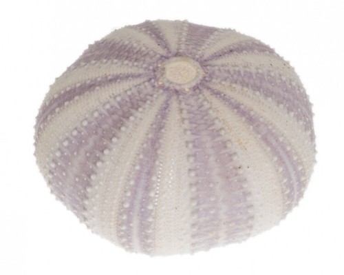Seeigel gehäuse lila - seeigel,