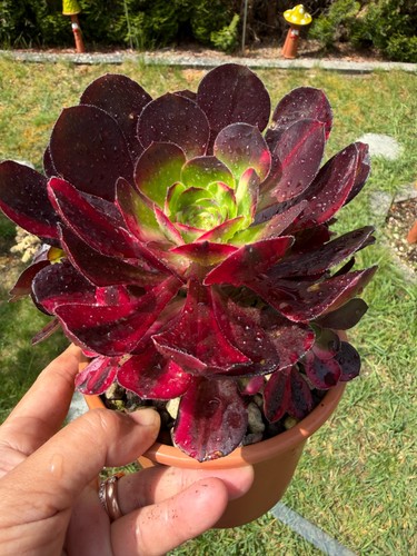 Aeonium chanel rainbow - aeonium,