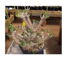 Pachypodium horombense - 3x,