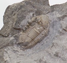 Trilobit, Cummingella