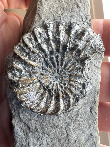 Ammonit tierfossil - ammonit,