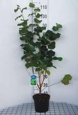 Corylus avellana - Gemeine