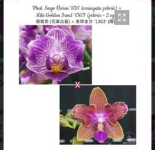 Orchidee Phalaenopsis Sogo Vivien '858' x Miki Golden Sand 2 Eyes '1363'