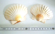 2 große Jakobsmuscheln  11 x 10 cm schöne Zeichnung sauber + intakt