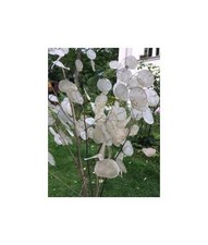 10x Silberblatt Lunaria annua Alba Judaspfennig Strauch Pflanzen - Samen A376