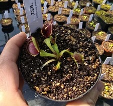 Dionaea muscipula 'B52'