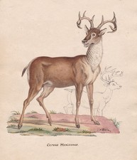 Deer deer cerf cerfs antlers