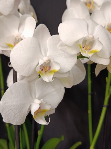 Phalaenopsis orchidee weiss - 3x,