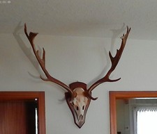 A - 50 Jagdtrophäe Geweih Damhirsch, Kapitaler Schaufler auf Original Schädel